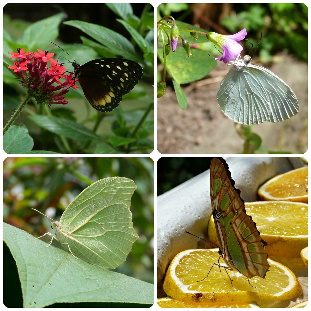 Tithorea tarricina, Pieridae, Siproeta stelenes en el mariposario del jardín botánico del Quindío en Calarcá
