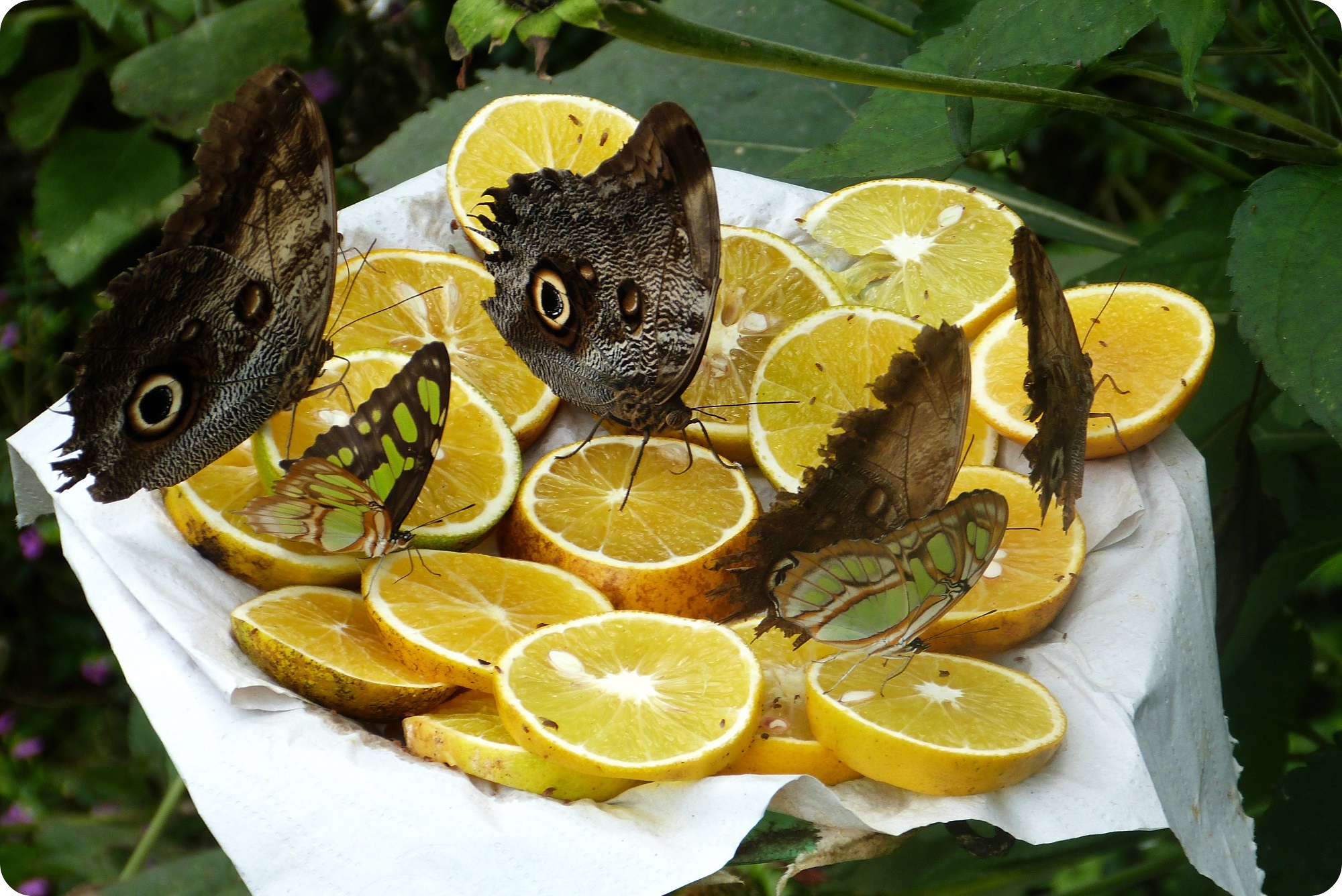 Caligo idomeneus, Siproeta stelenes en el mariposario del jardín botánico del Quindío en Calarcá