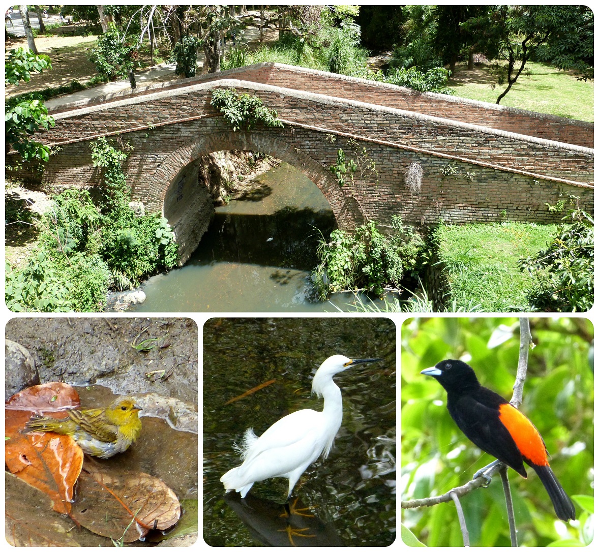 Pont et oiseaux rencontrés dans le centre-ville de Popayán : Sicalis flaveola, Bubulcus ibis, Ramphocelus flammigerus