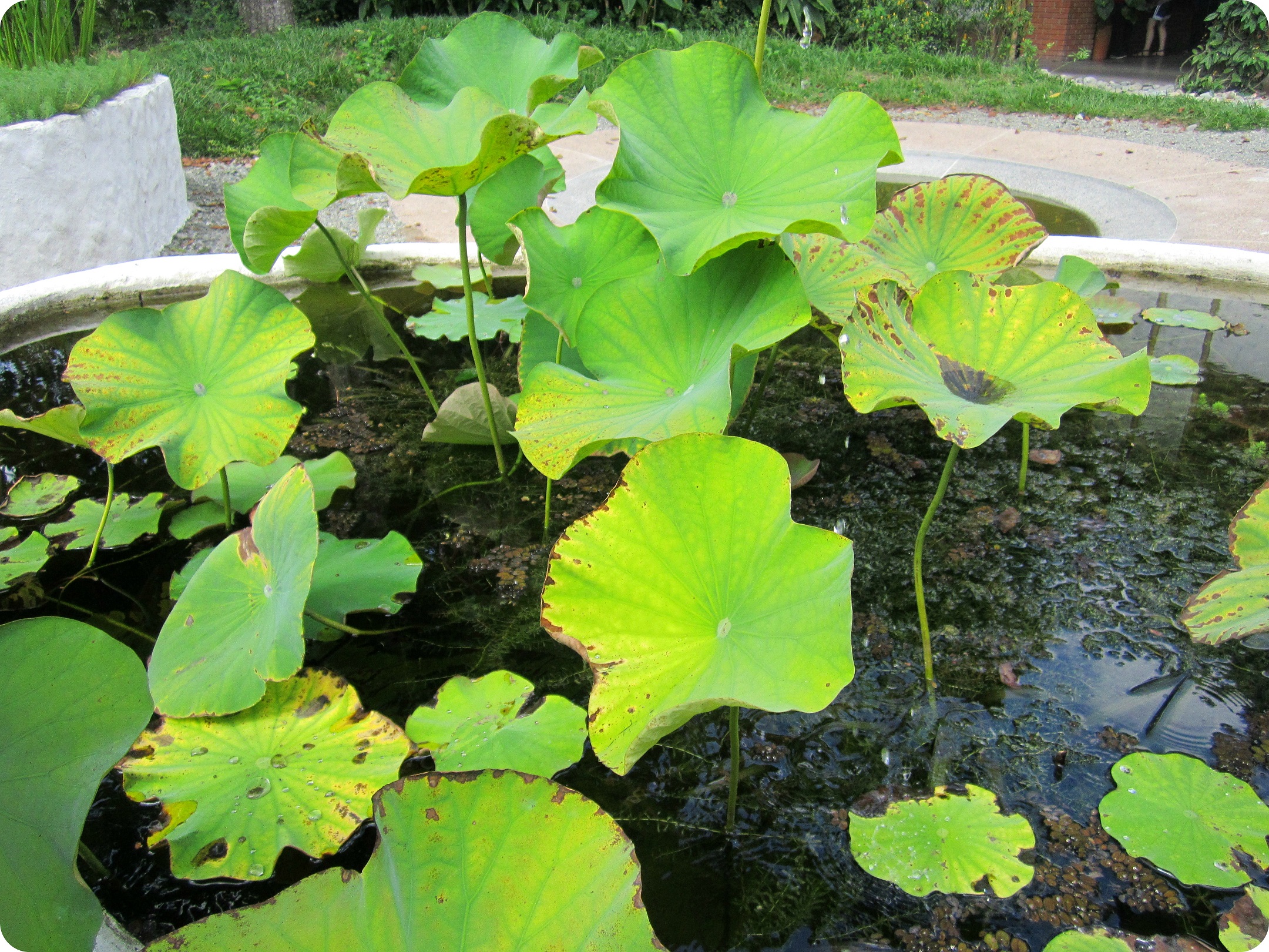 Nelumbo nucifera en el jardín botánico del Quindío en Calarcá