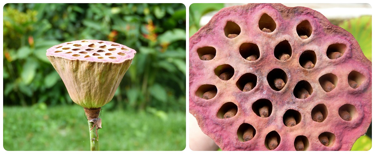 Nelumbo nucifera en el jardín botánico del Quindío en Calarcá