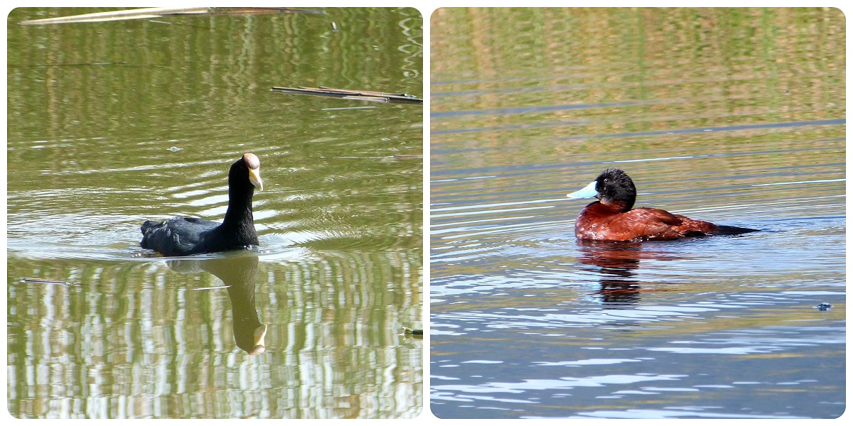 patos encontrados en la laguna de la Cocha de Pasto : Fulica ardesiaca, Oxyura vittata