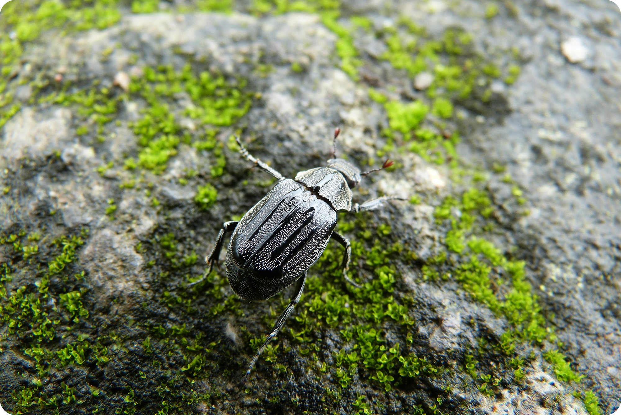 Escarabajo en Santo Domingo de los Colorados