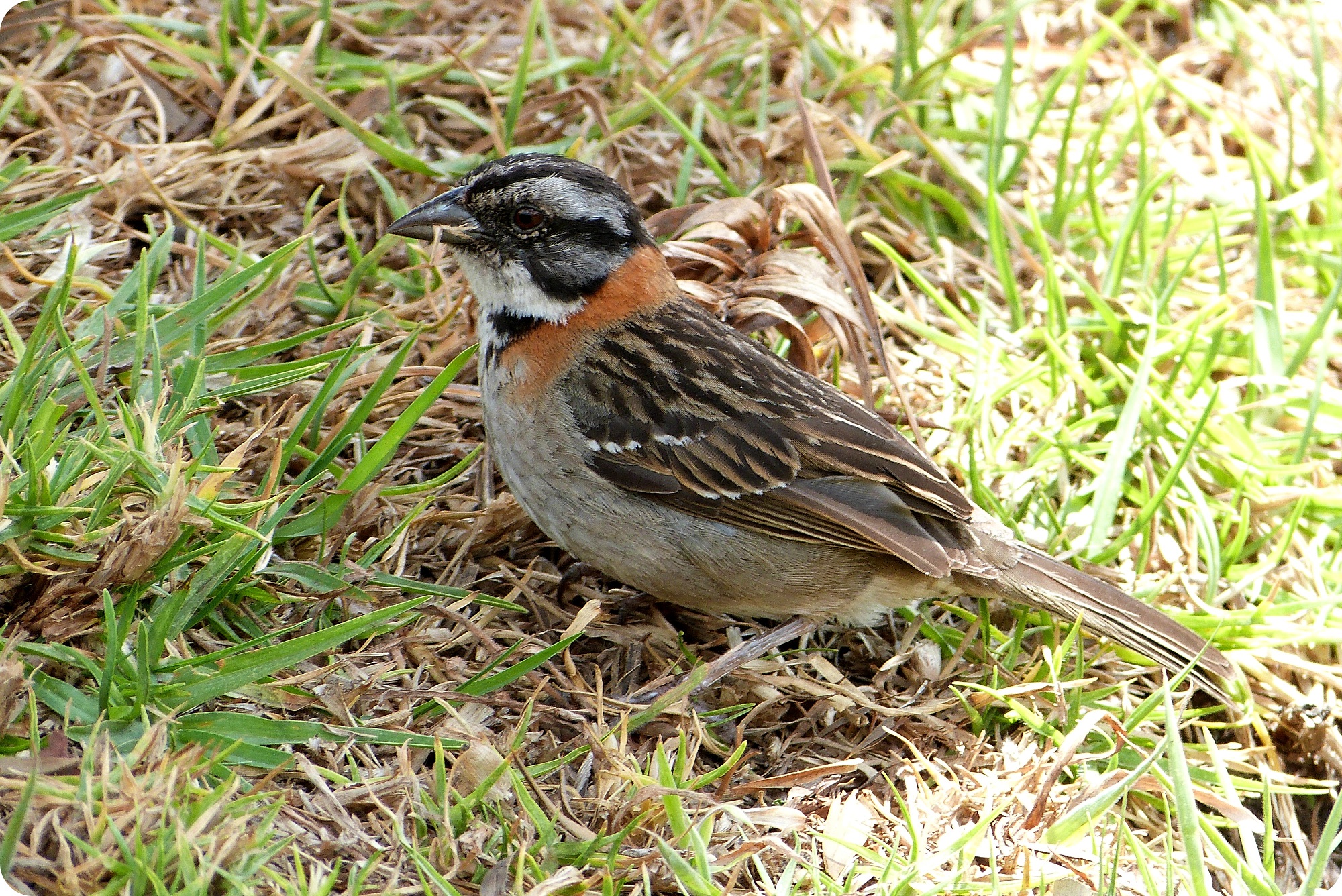 oiseau rencontré au cimetière de Tulcán : Zonotrichia capensis