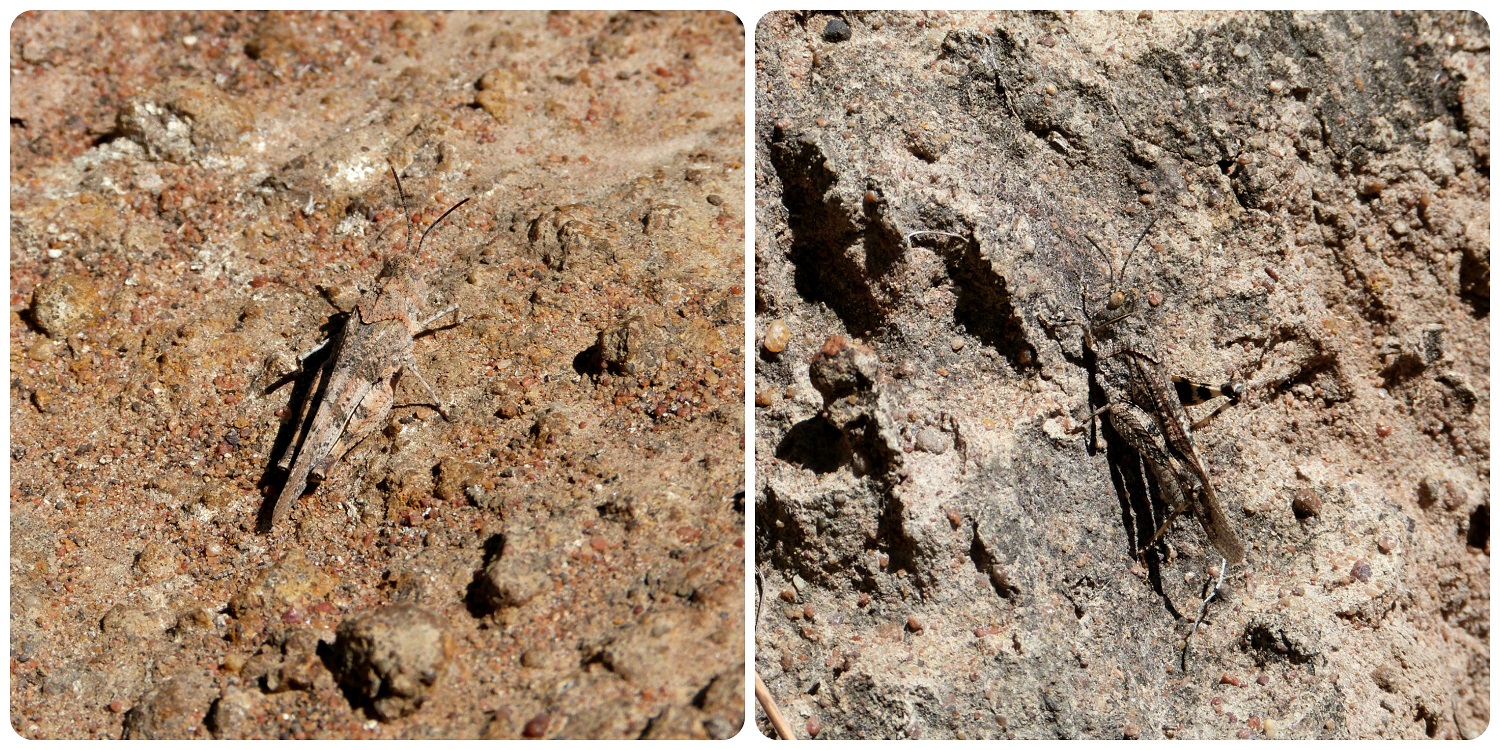 sauterelles dans le désert de la tatacoita de Nemocón