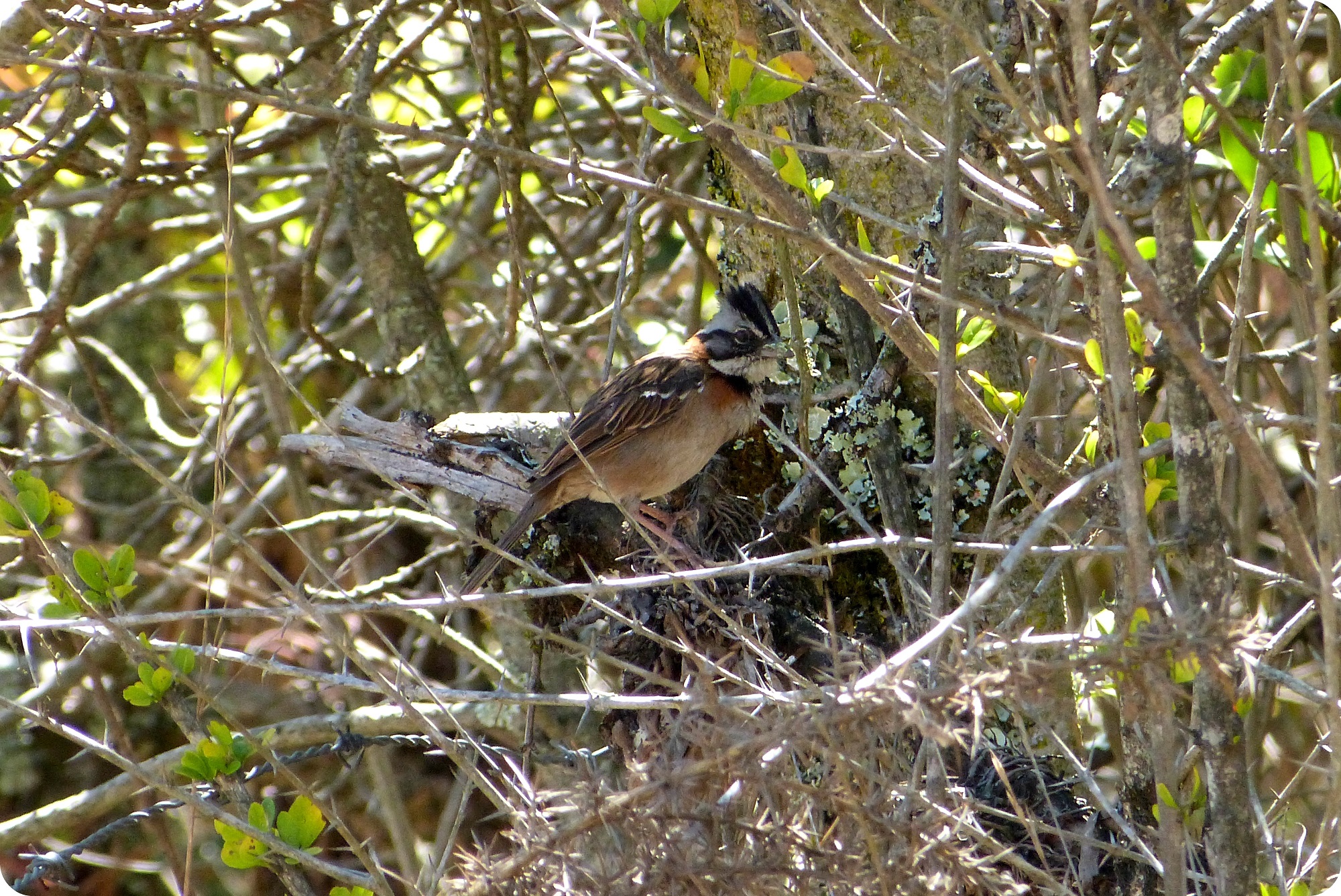 Oiseau rencontré au désert de la tatacoita de Nemocón : Zonotrichia capensis