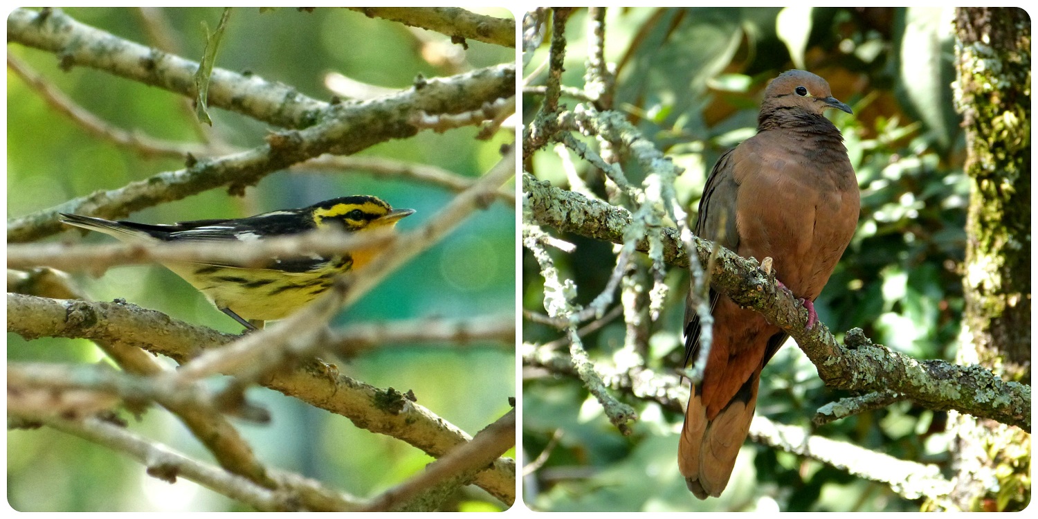 oiseaux rencontrés au jardín botánico de Bogotá