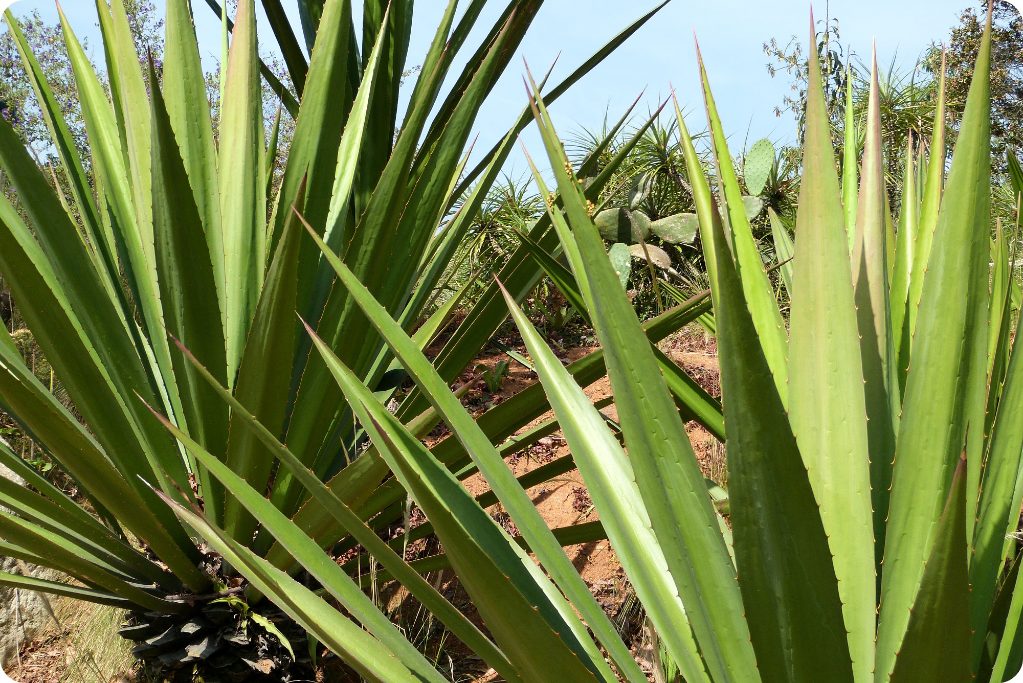 plante rencontrée au jardín botánico de Bogotá : cabuya