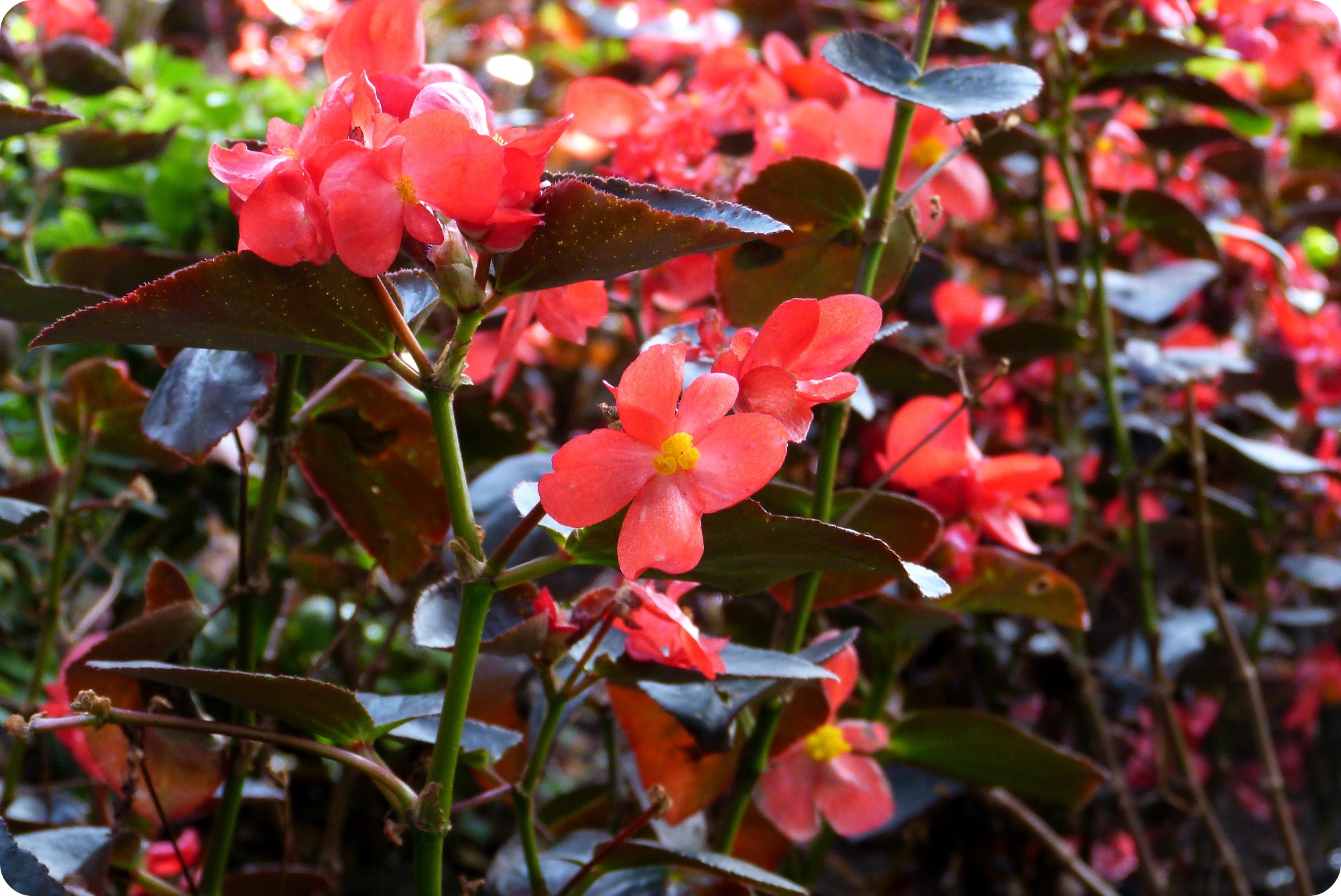fleurs dans le patio du Museo Botero de Bogotá