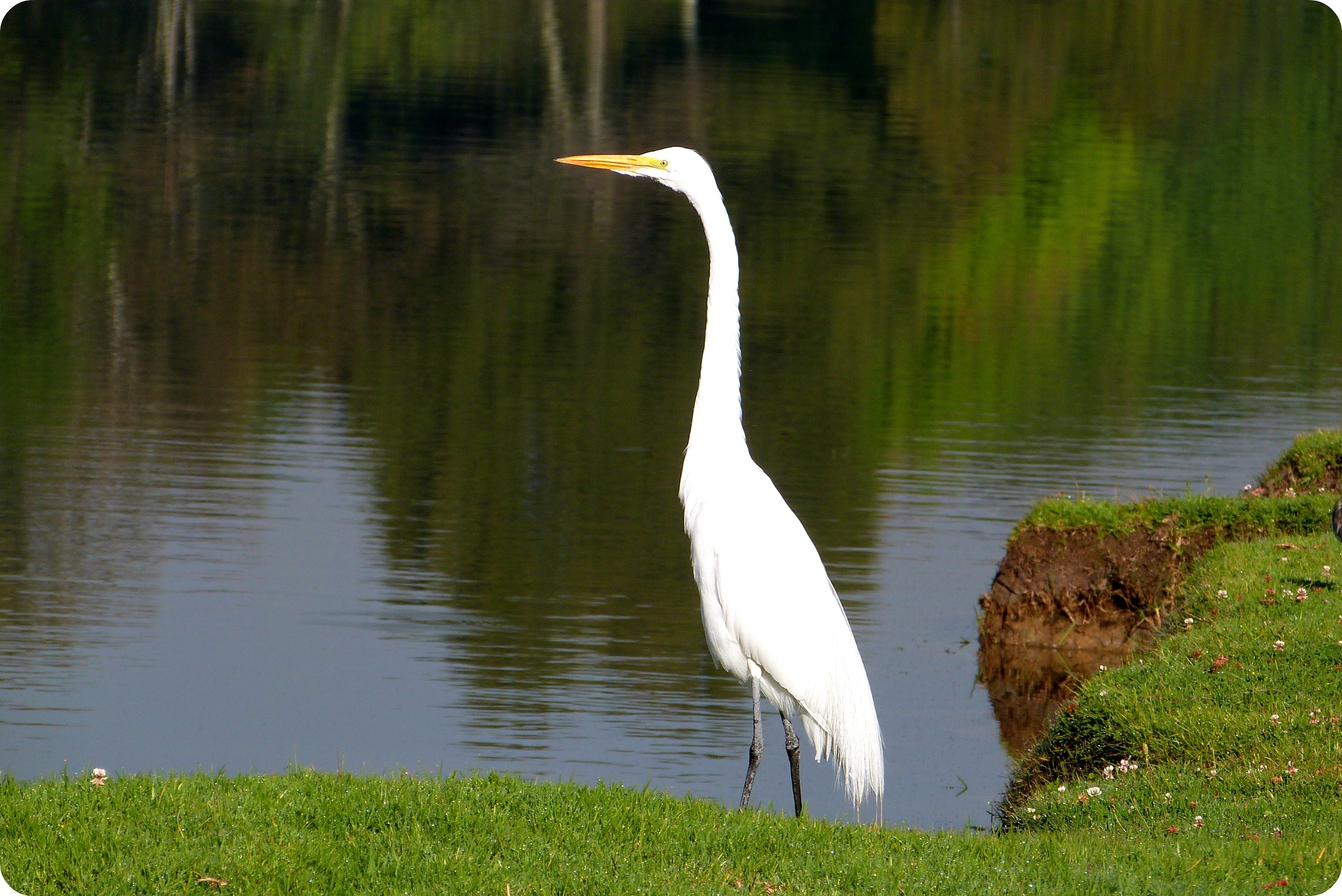 oiseau au Parque Metropolitano Simon Bolivar : Ardea alba