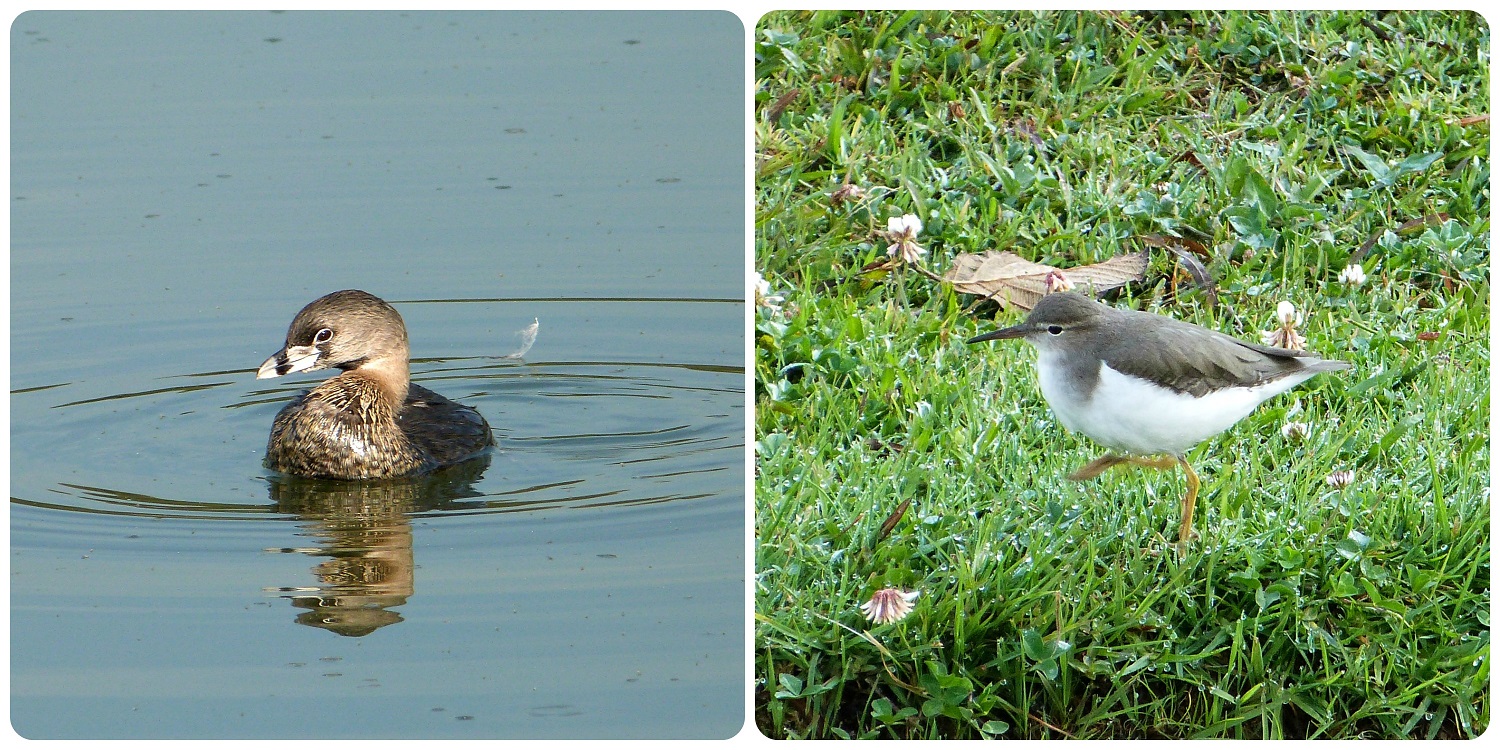 oiseaux au Parque Metropolitano Simon Bolivar : Podilymbus podiceps, Actitis macularius