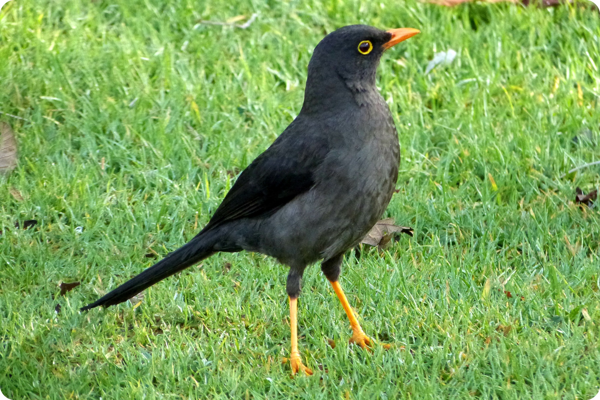 oiseau au Parque Metropolitano Simon Bolivar : Turdus fuscater