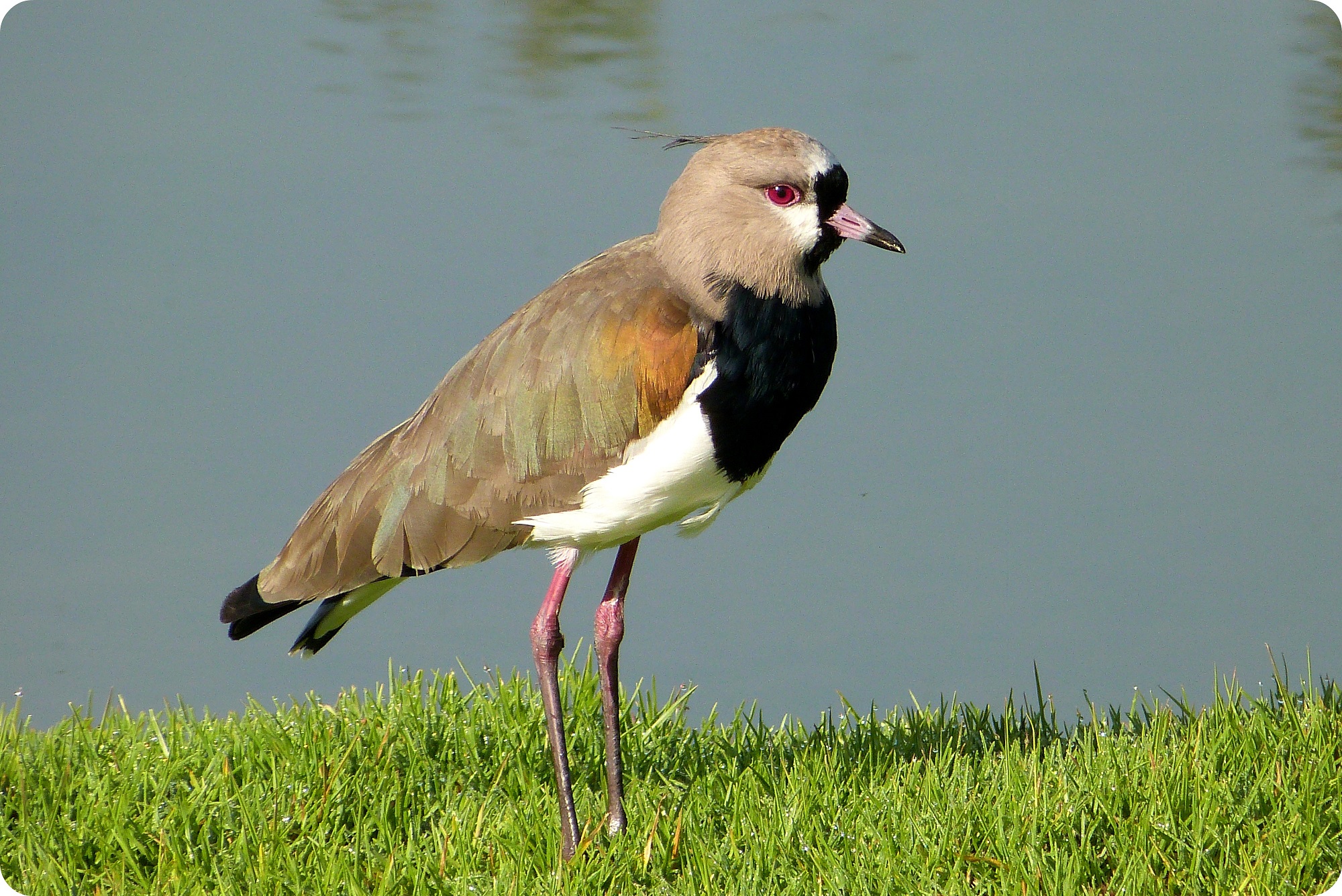 oiseau au Parque Metropolitano Simon Bolivar : Vanellus chilensis