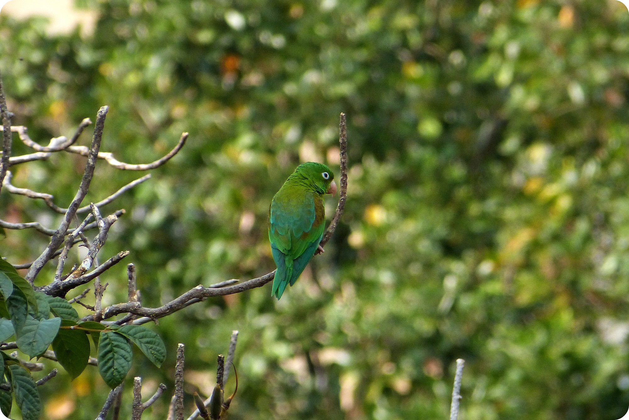 Periquito de anteojos en un árbol del centro de la ciudad de Medellín : Forpus conspicillatus