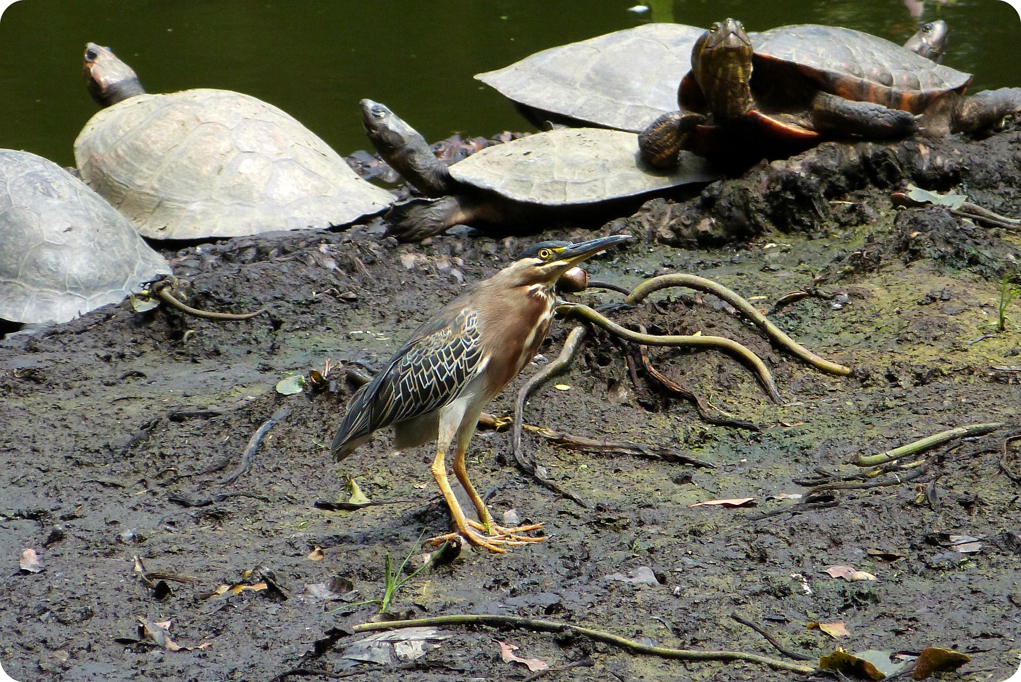 tortugas y aves al orilla del lago del jardín botánico de Medellín : Butorides virescens
