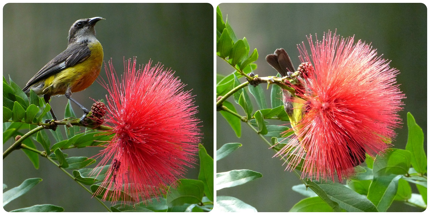 ave sobre una flor en el jardín botánico de Medellín : Coereba flaveola