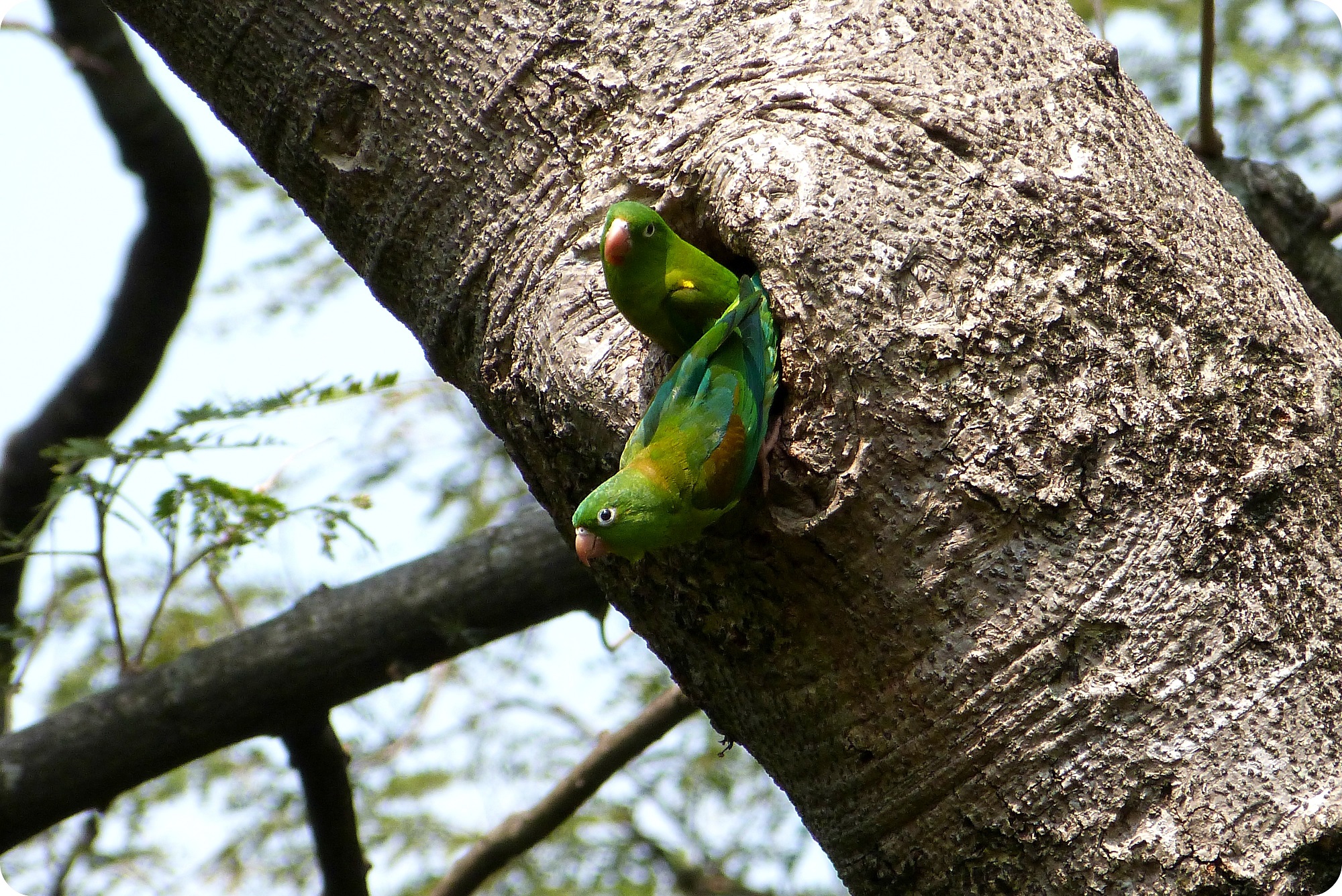Periquitos de anteojos en su nido en un tronco de un árbol en el jardín botánico de Medellín : Forpus conspicillatus