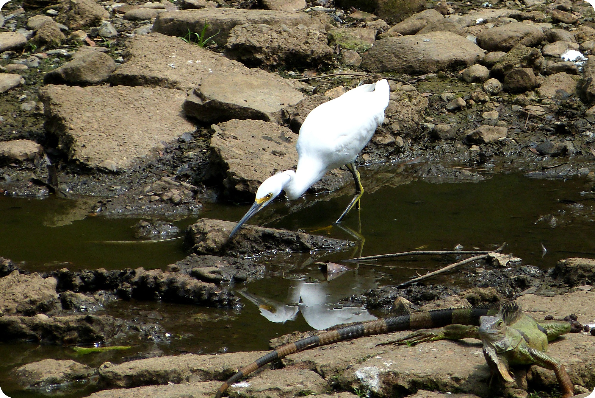 ave e iguana en el jardín botánico de Medellín : Ardea alba