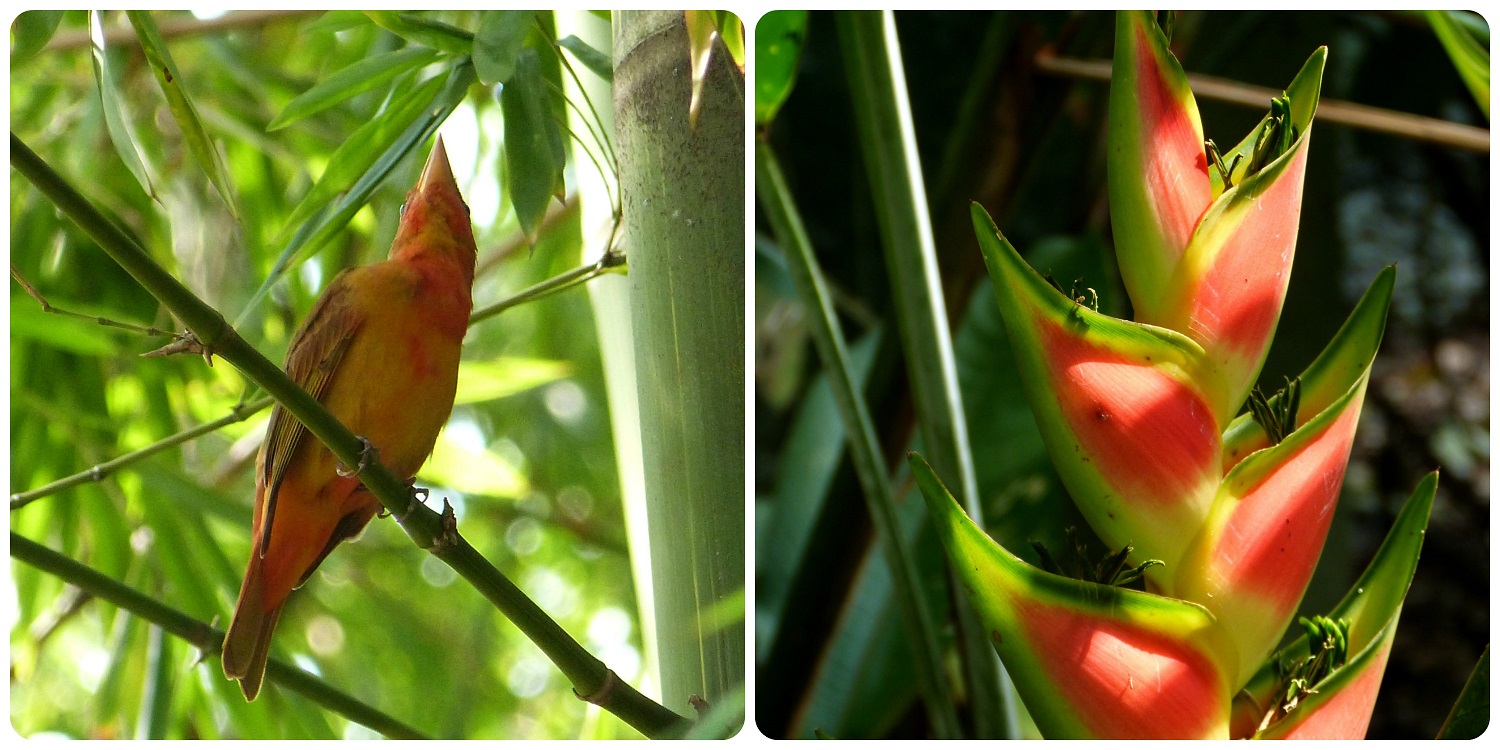 ave y heliconia en el jardín botánico de Medellín : Piranga rubra