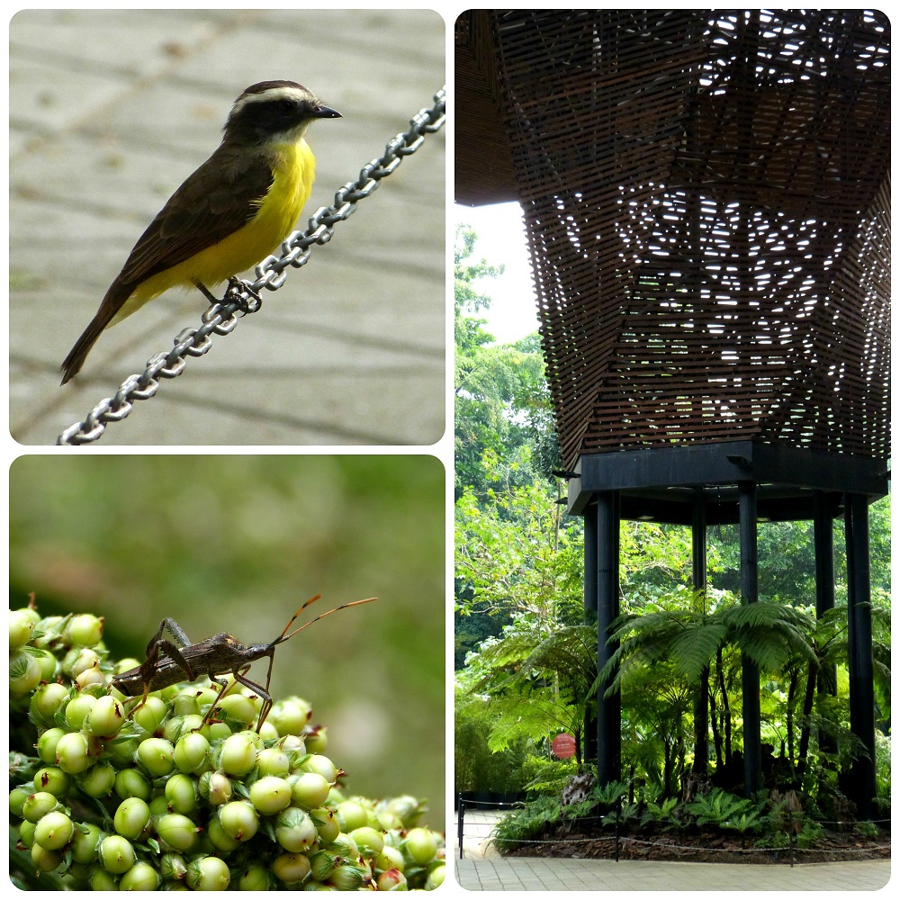 ave y chinche en el jardín botánico de Medellín : Pitangus sulphuratus
