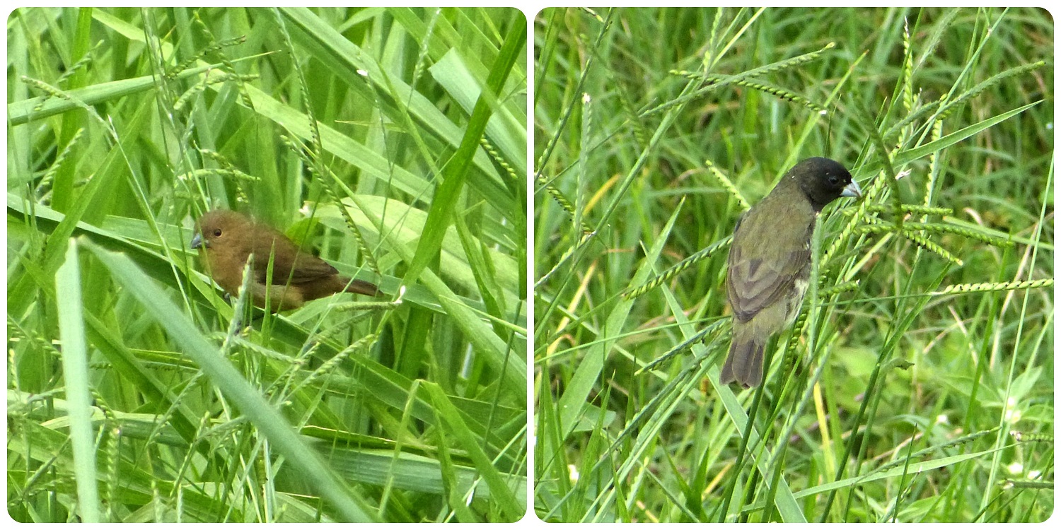 aves (macho y hembra) encontrados en el Pueblito Paisa de Medellín : Sporophila nigricollis