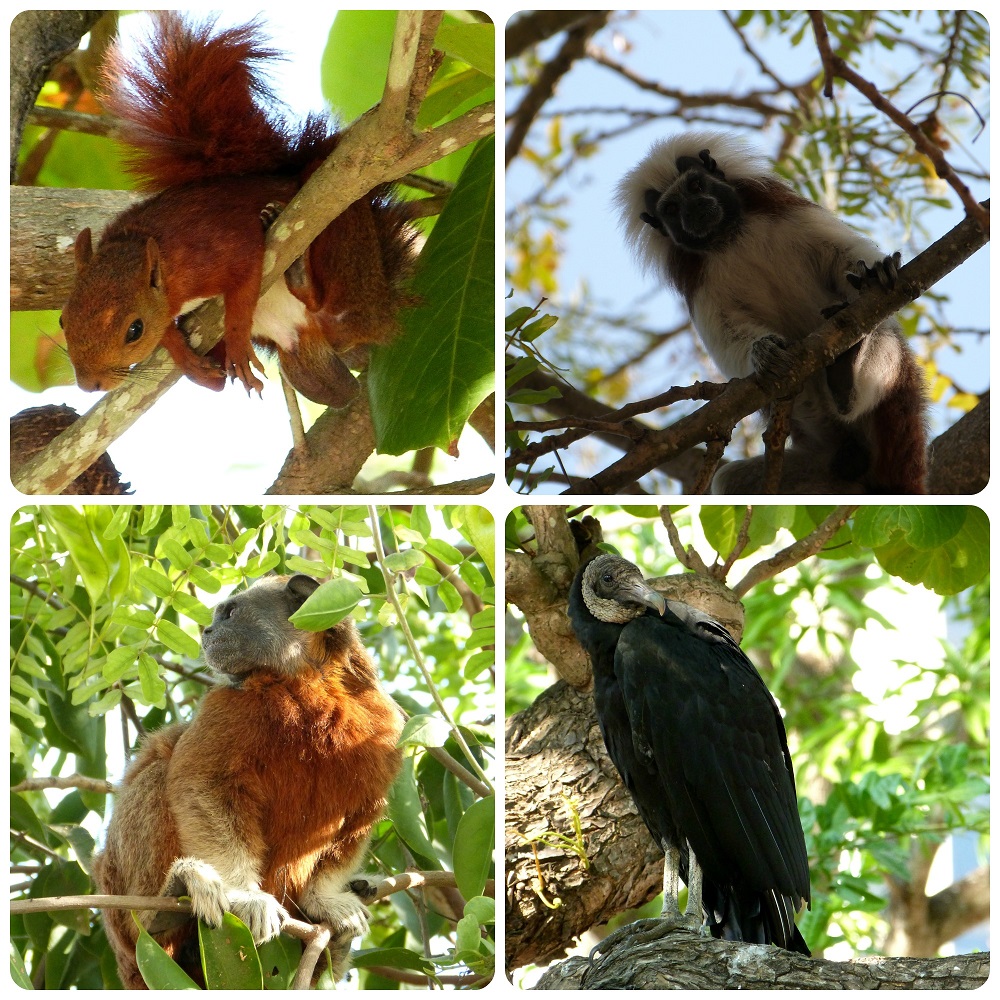 animales en los árboles del Parque Centenario de Carthagène : Sciurus granatensis, Saguinus oedipus, Saguinus leucopus et Coragyps atratus
