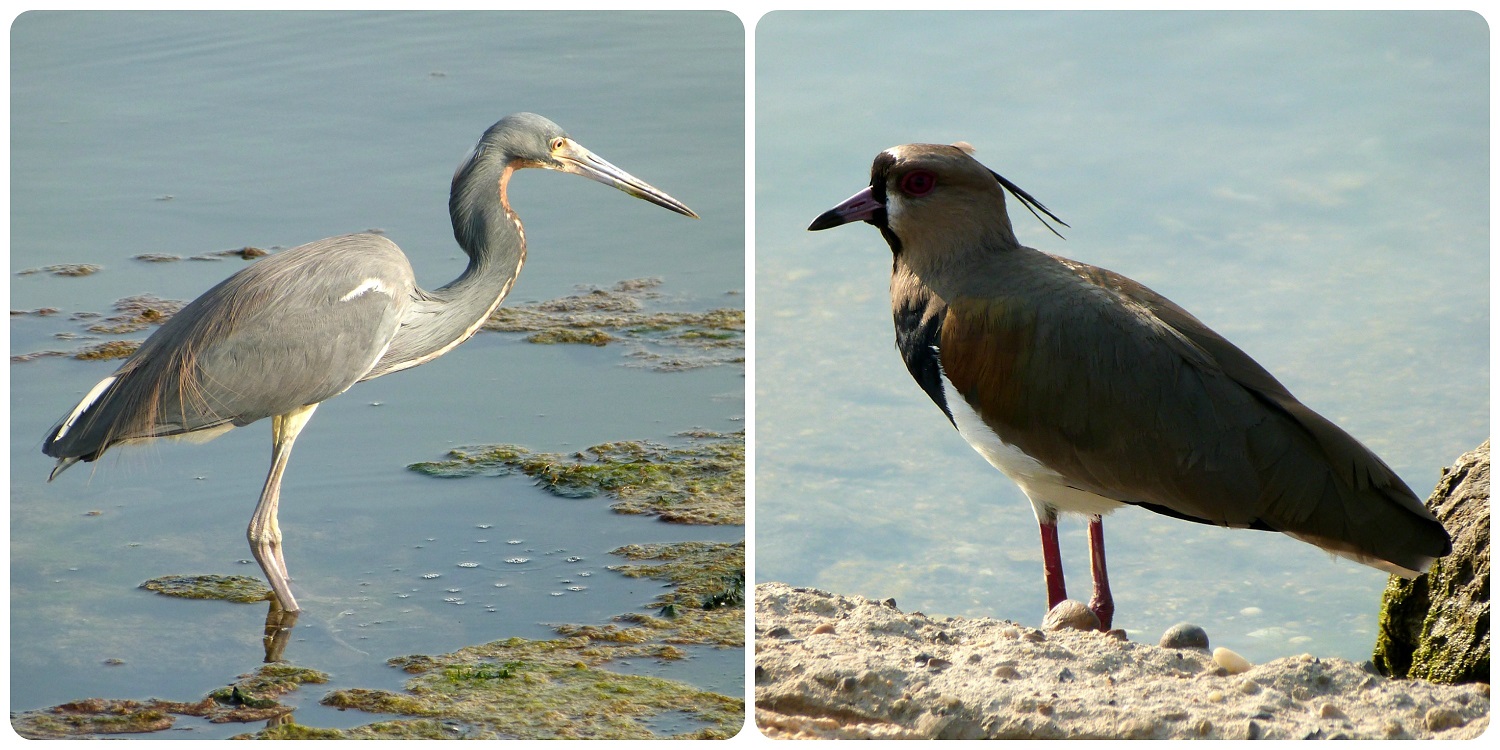 Aves al lado del agua en Cartagena: Egretta tricolor et Vanellus chilensis