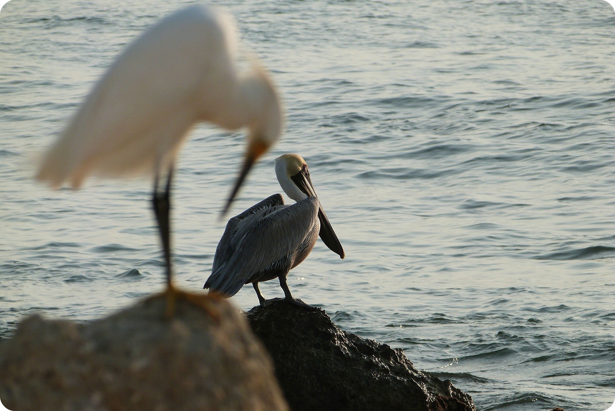 Garceta y pelícano sobre rocas cerca al mar en Cartagena de Indias: Egretta thula, Pelecanus occidentalis