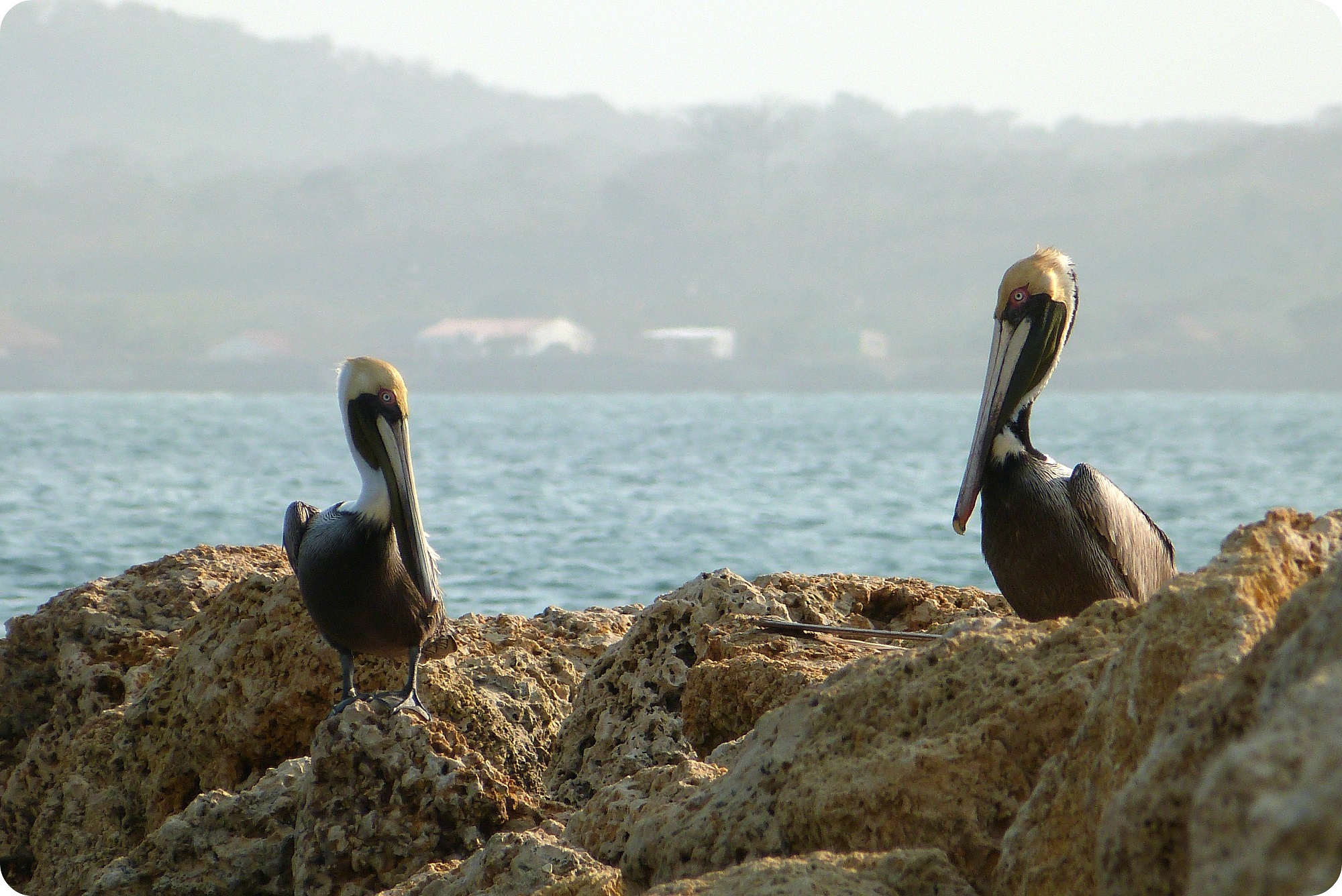 Pelícanos sobre rocas cerca al mar en Cartagena de Indias: Pelecanus occidentalis