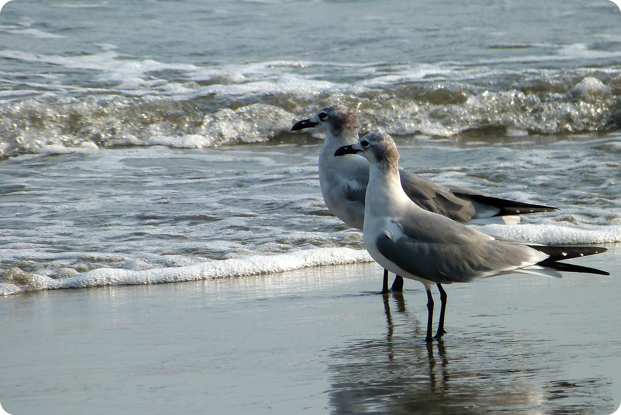 gaviotas al lado del mar en Cartagena de Indias: Leucophaeus atricilla