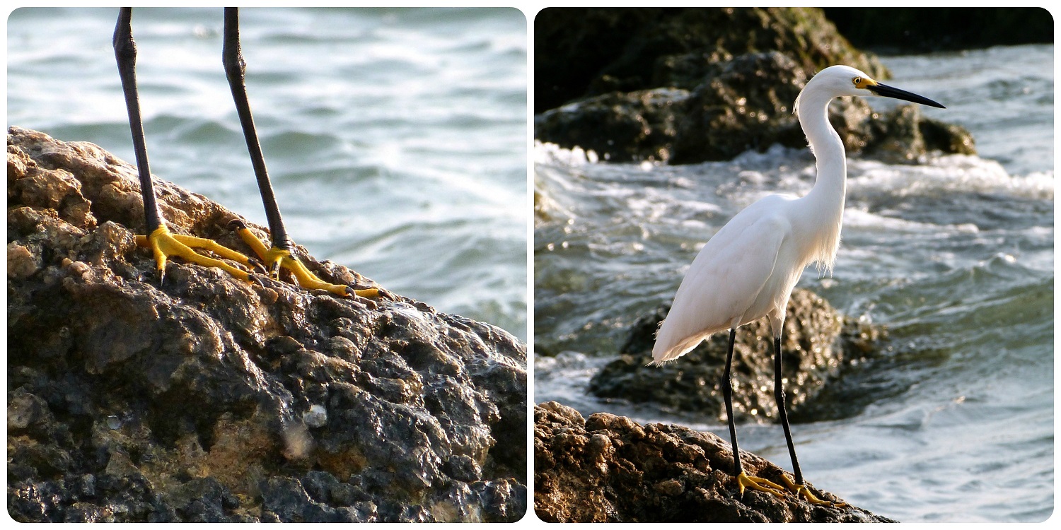 Garceta sobre una roca cerca al mar en Cartagena de Indias: Egretta thula