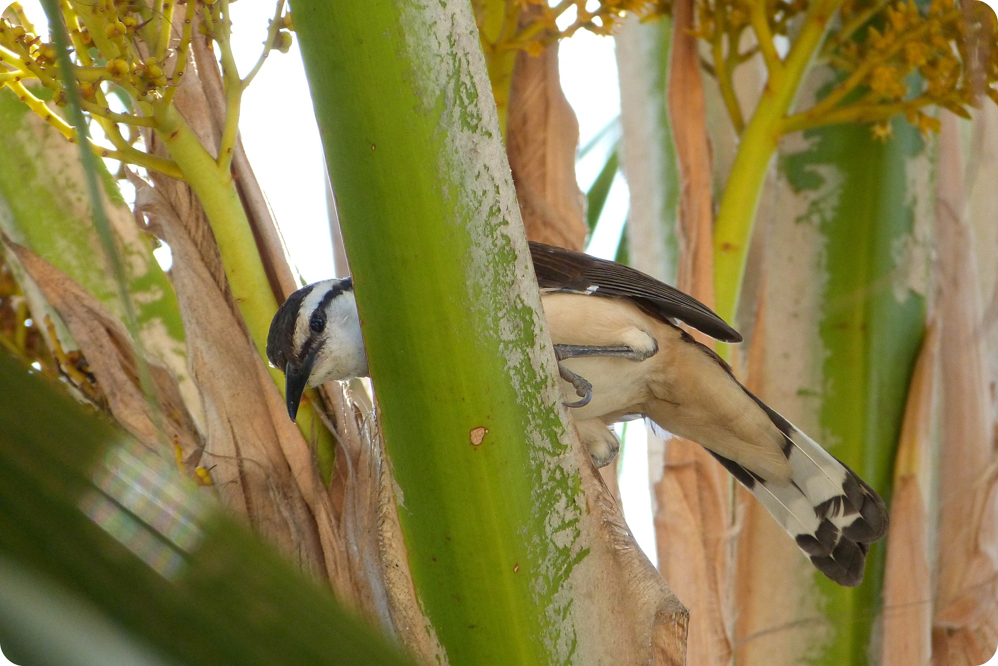 ave en un árbol en Cartagena: Cucarachero currucuchú, Campylorhynchus griseus