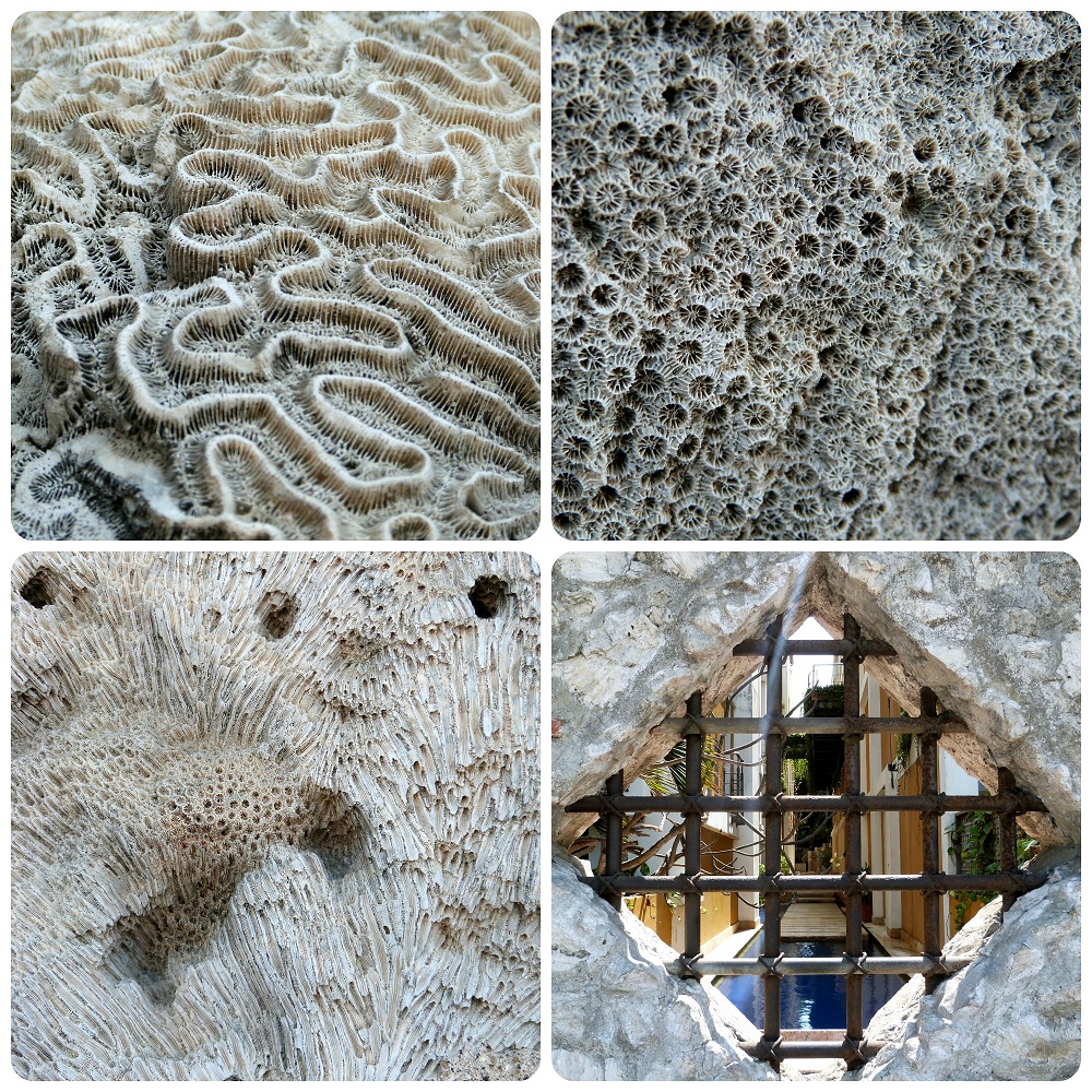 texturas muy es visibles de conchas fosilizadas en la piedra y vista de una piscina de una casa a través de una reja en Cartagena